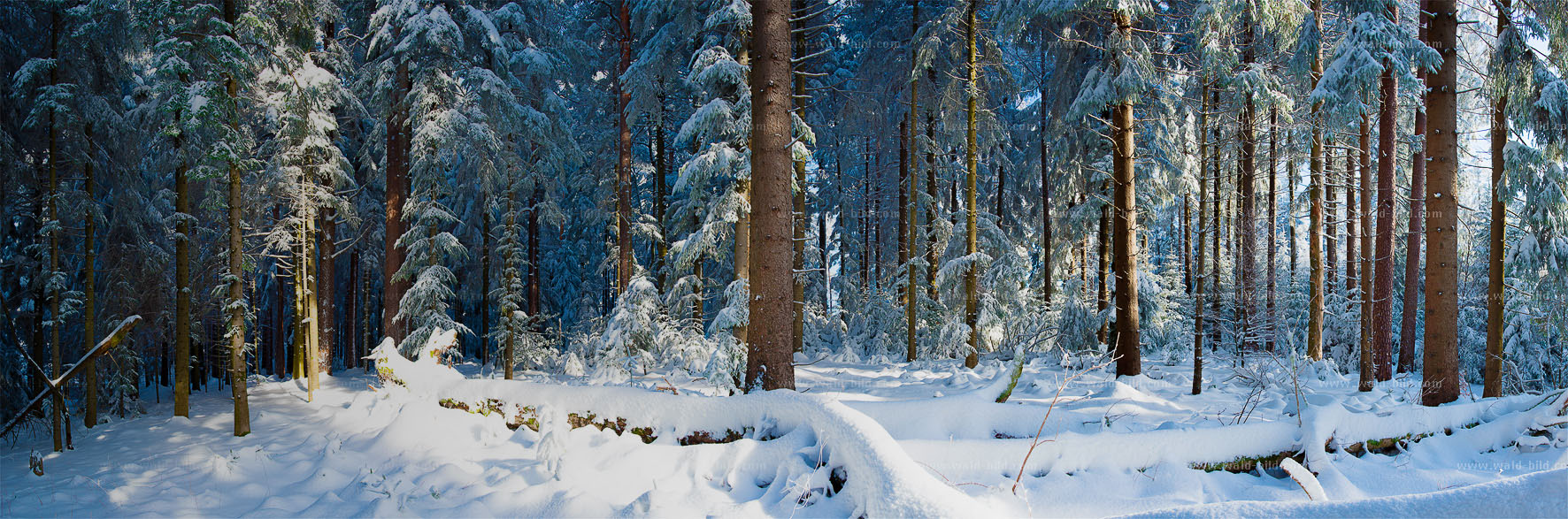 Foto Winterwald groß hochauflösend