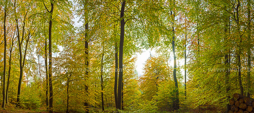 Herbstwald hochauflösend