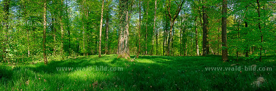 alter Wald hochaufgelöst