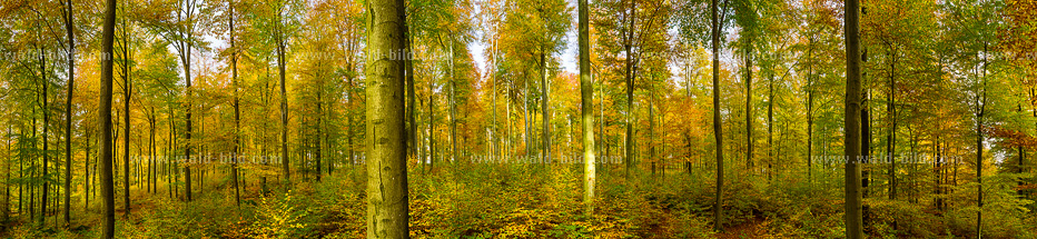 Bild Wald Herbst