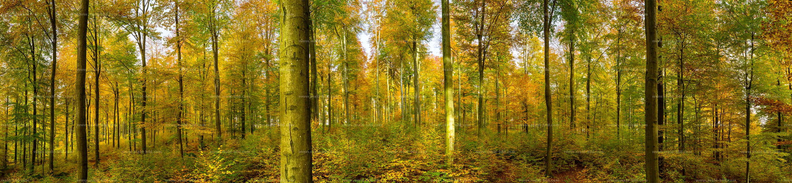 Bild Wald Herbst