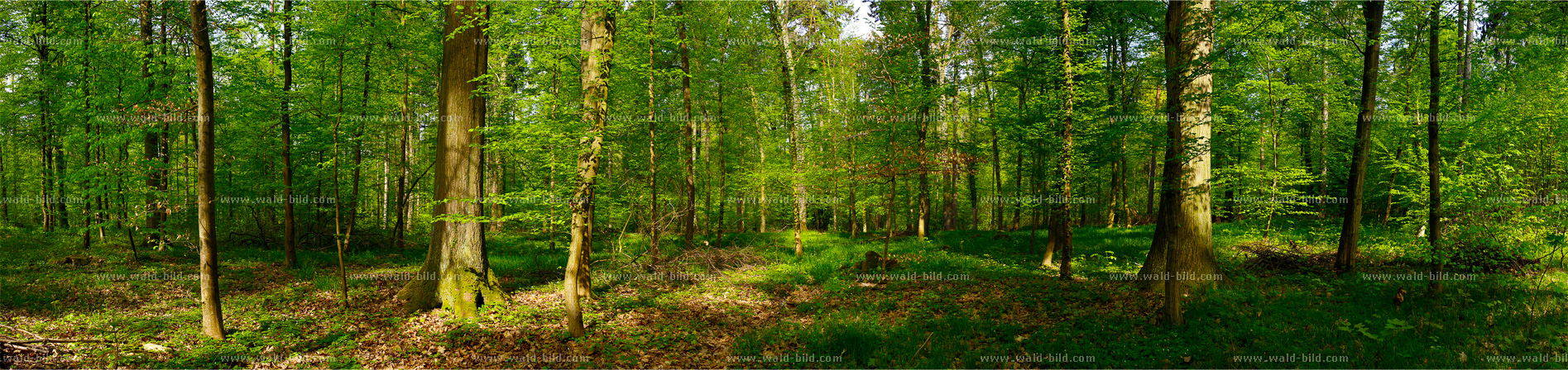 Foto Wald hochaufgelöst