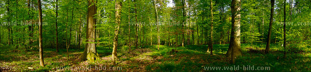 Foto Wald hochaufgelöst