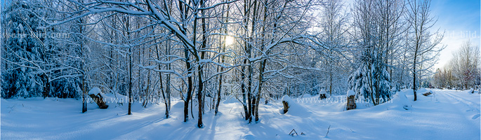 Foto Schnee Wald hochauflösend