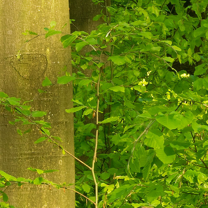 Detail-Ausschnitt aus dem oberen Bild