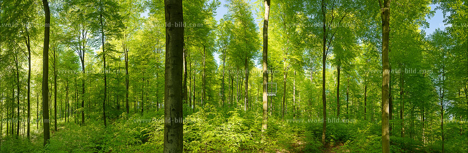 Bild Wald grün