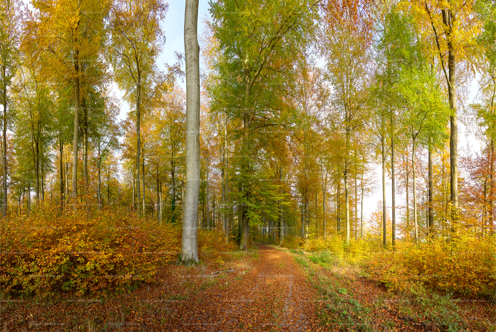 Bild Herbstwald sehr groß