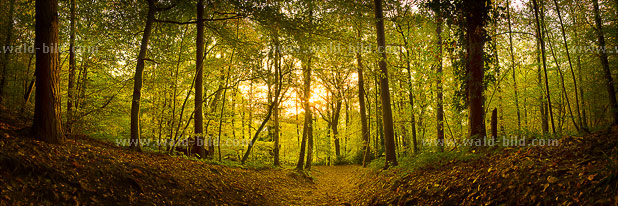 Wald Nachmittag Sonne