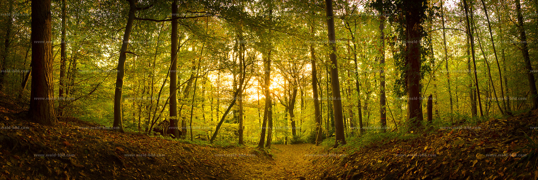 Wald Nachmittag Sonne