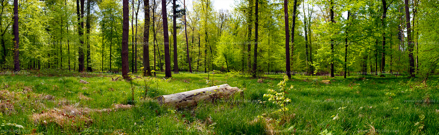 Wald Lichtung groß