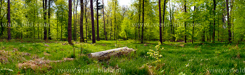 Wald Lichtung groß