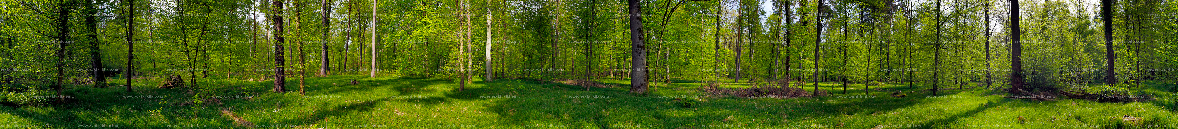 360 Grad Wald Panorama