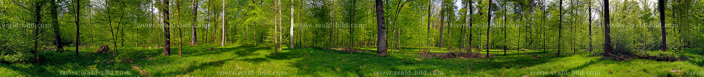 360 Grad Wald Panorama