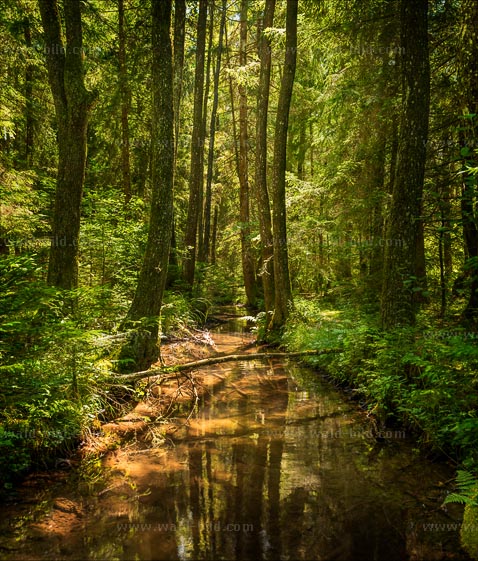 Das Foto zeigt einen Bach im Wald im Hochmoor mit typisch humosem, braunem Wasser. Der Wald besteht überwiegend aus Kiefern, Buchen und Erlen. Als Bodenbewuchs sieht man vor allem Gräser und Farne.