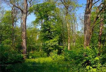 Mischwald Eiche Eichenwald gross hochaufloesend