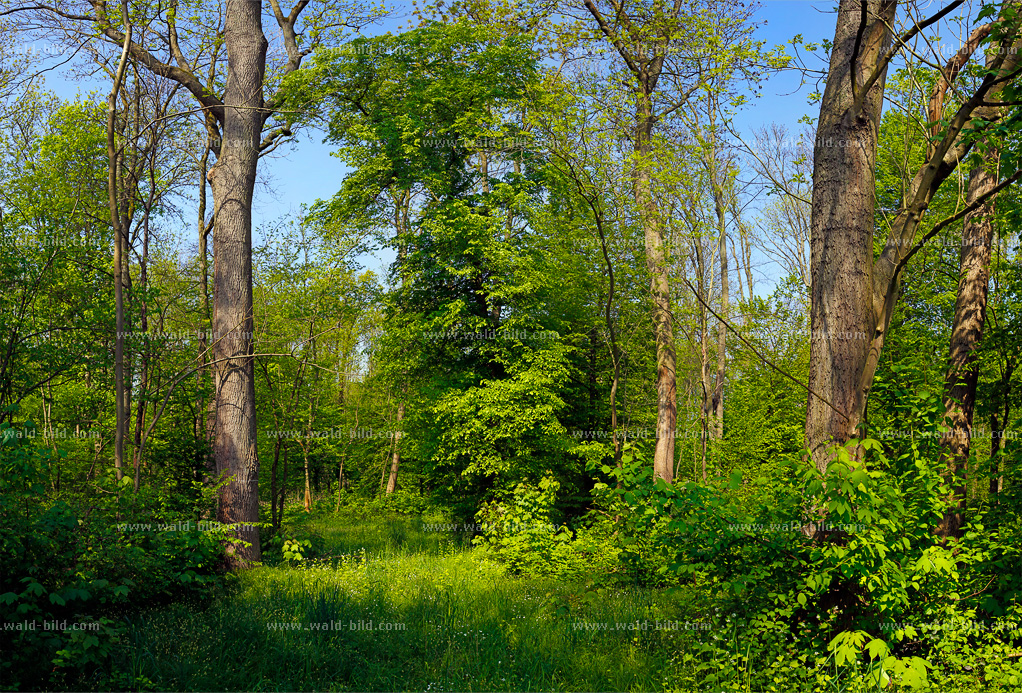 Mischwald Eiche Eichenwald gross hochaufloesend