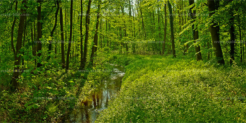 Auwald Wald Bach gross hochaufloesend
