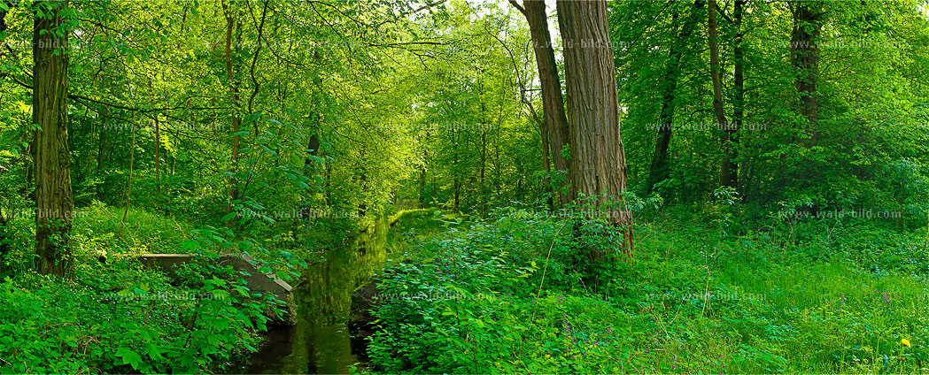 Auwald Wald Bach gross hochaufloesend