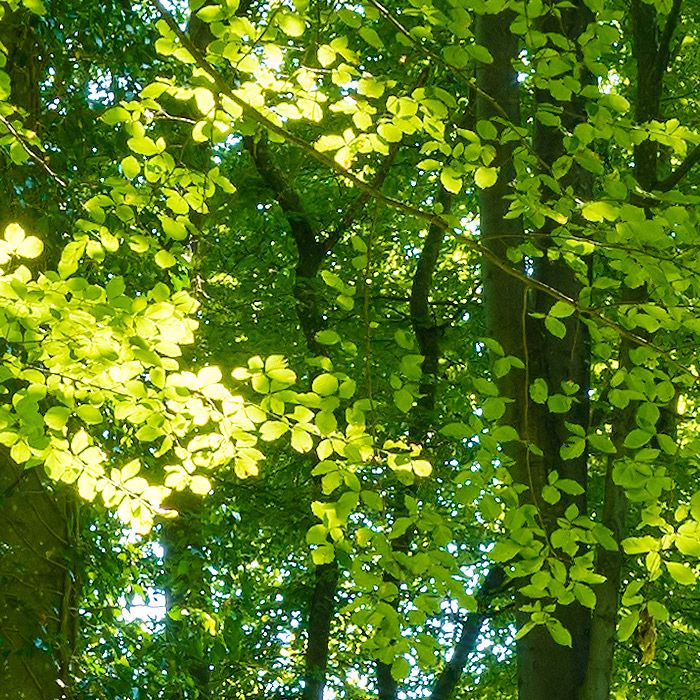 Detail-Ausschnitt aus dem oberen Bild