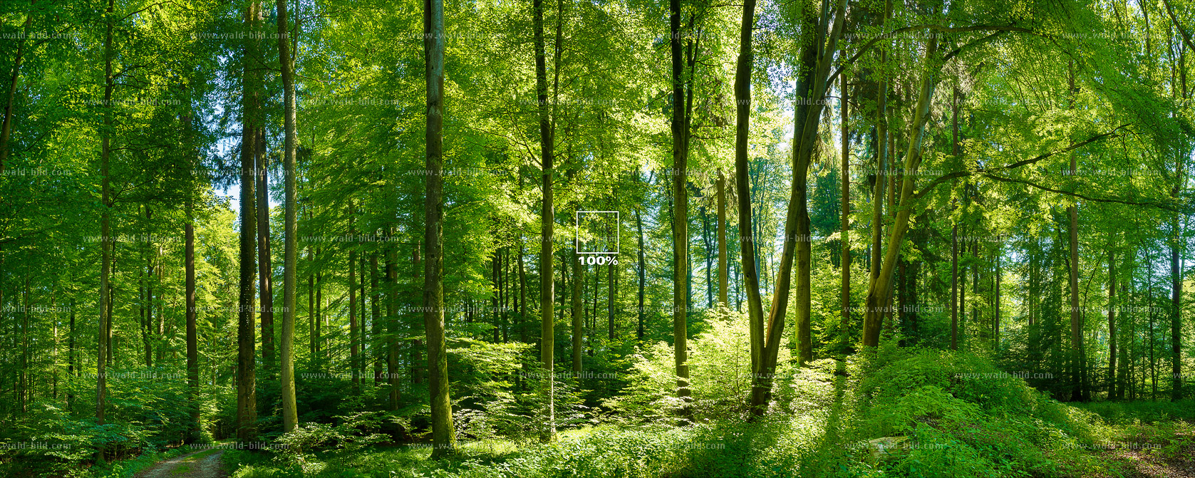 Foto Buchenmischwald im Gegenlicht