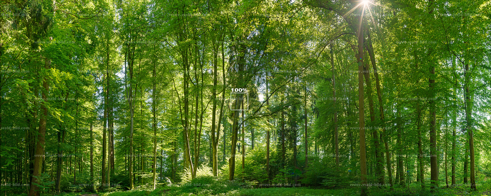 Panoramafoto Mischwald im Chiemgau