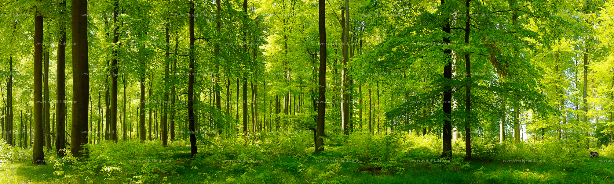 Bild Laubwald hochauflösend