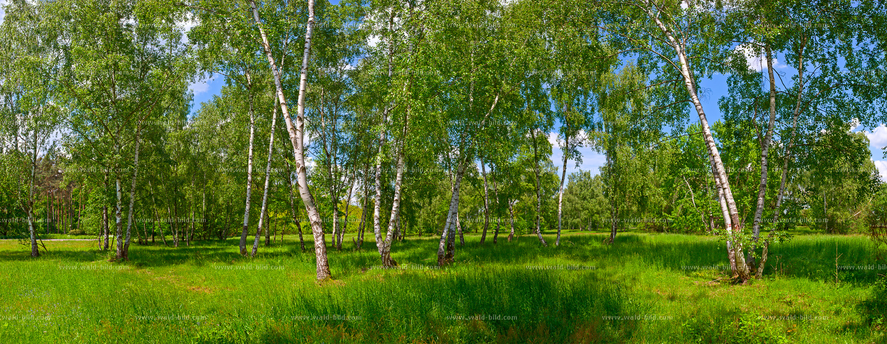 Bild Birkenwald hochauflösend