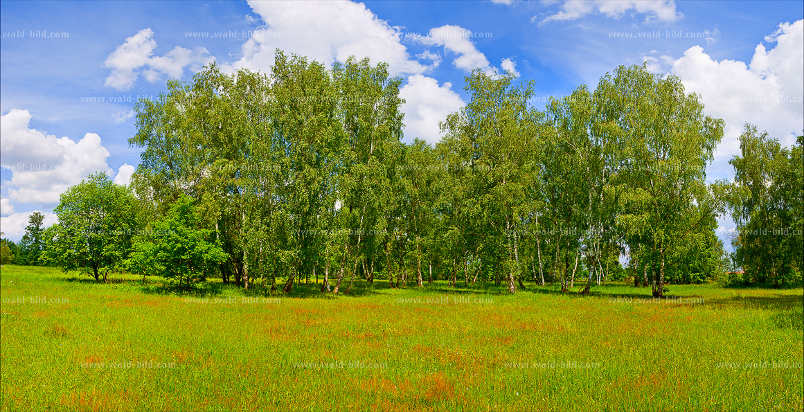 Bild Birkenwald hochauflösend