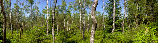 Foto Hochmoor Birken gross