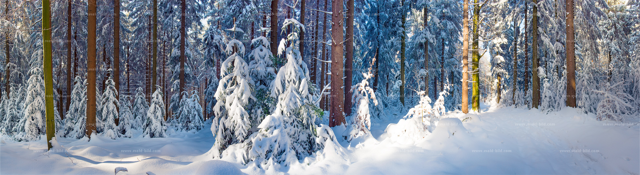 Foto Tannen im Winter gross