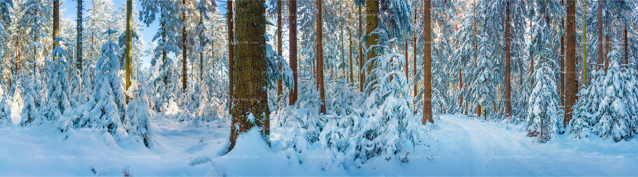 Foto Schnee Wald gross