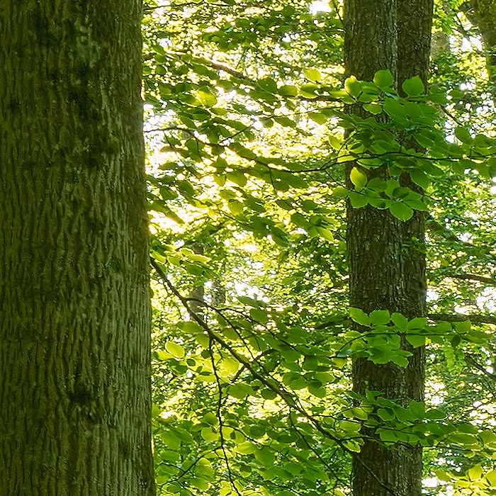 Detail-Ausschnitt aus dem oberen Bild