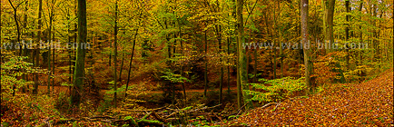 Foto Bild Herbstwald