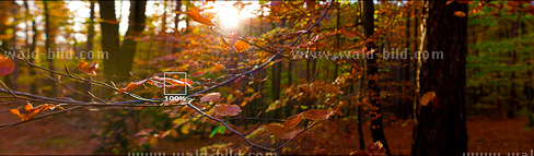 Foto Bild Wald herbstlich