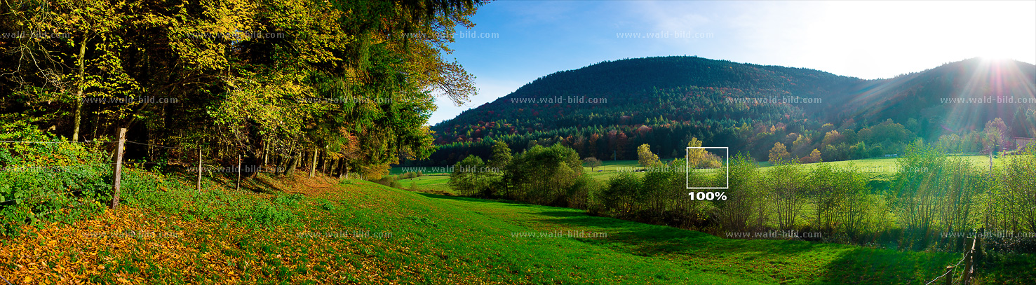 Foto Bild Wald herbstlich