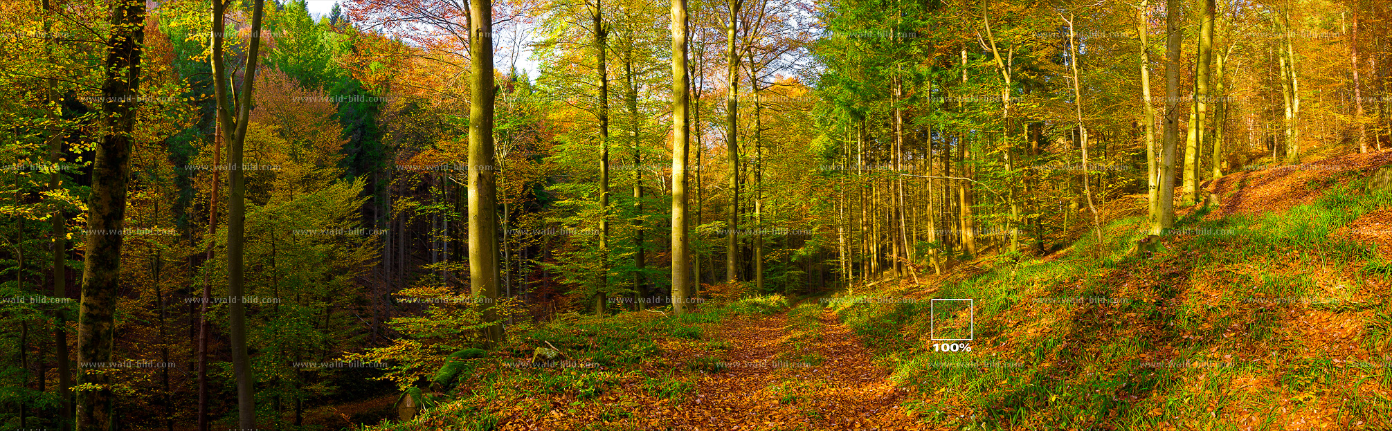 Foto Bild Mischwald Herbst