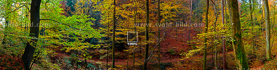 Foto Bild Herbstwald groß