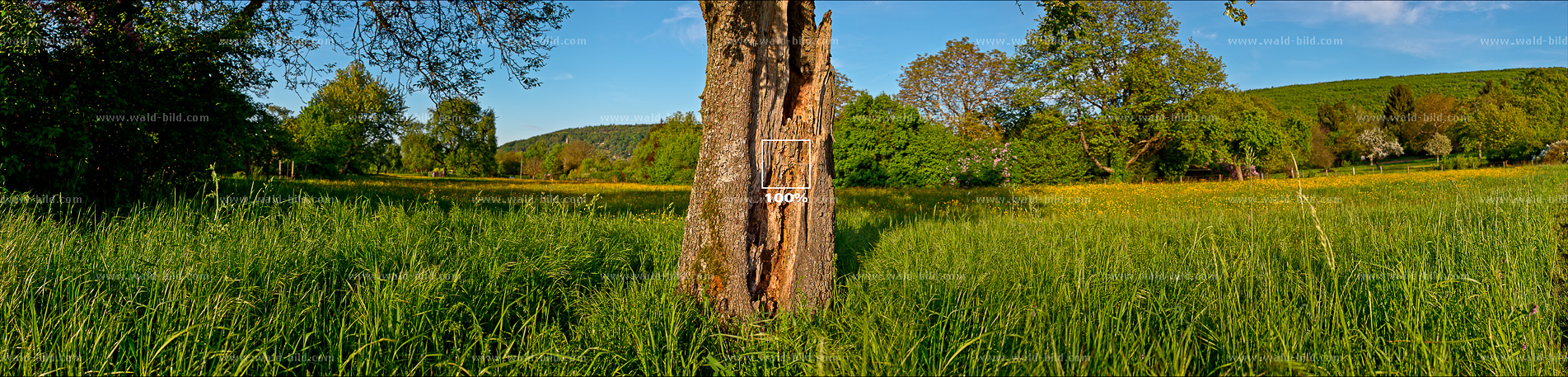 Panorma Wiese Streuobstwiese