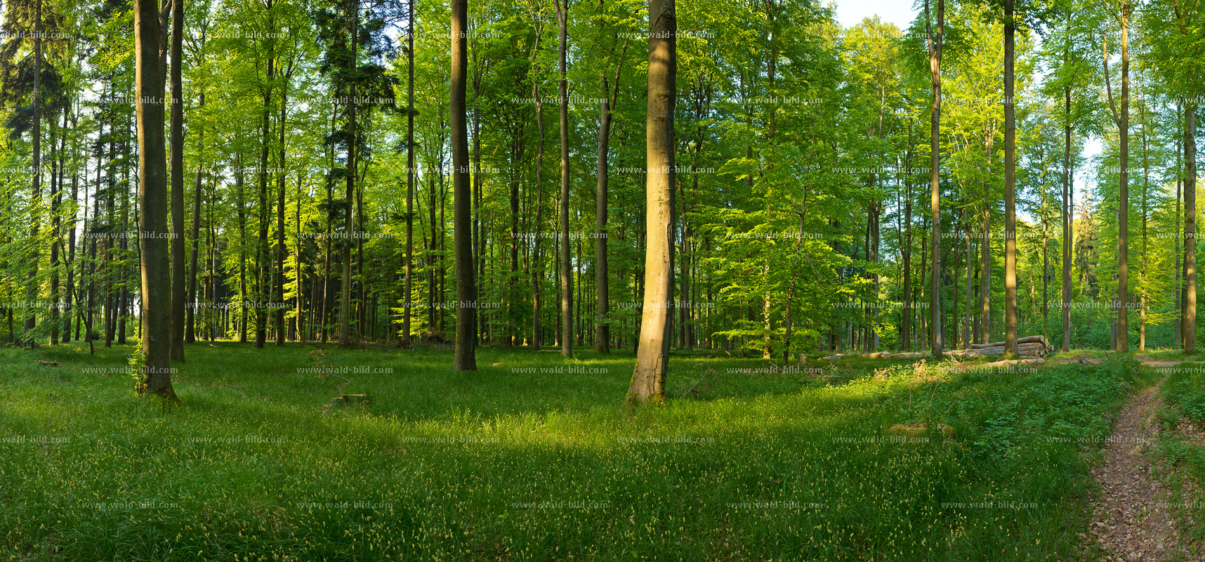 Foto Wald sehr hochaufloesend