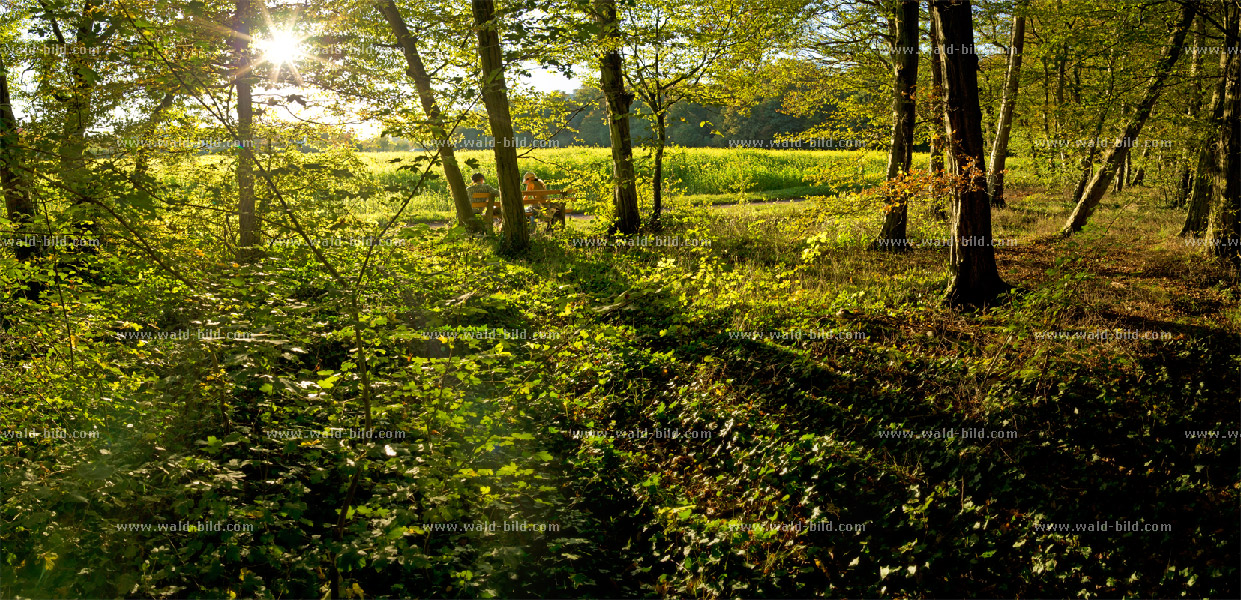 Bild Laubwald hochauflösend