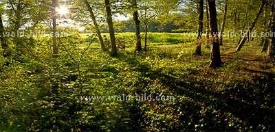 Bild Laubwald hochauflösend