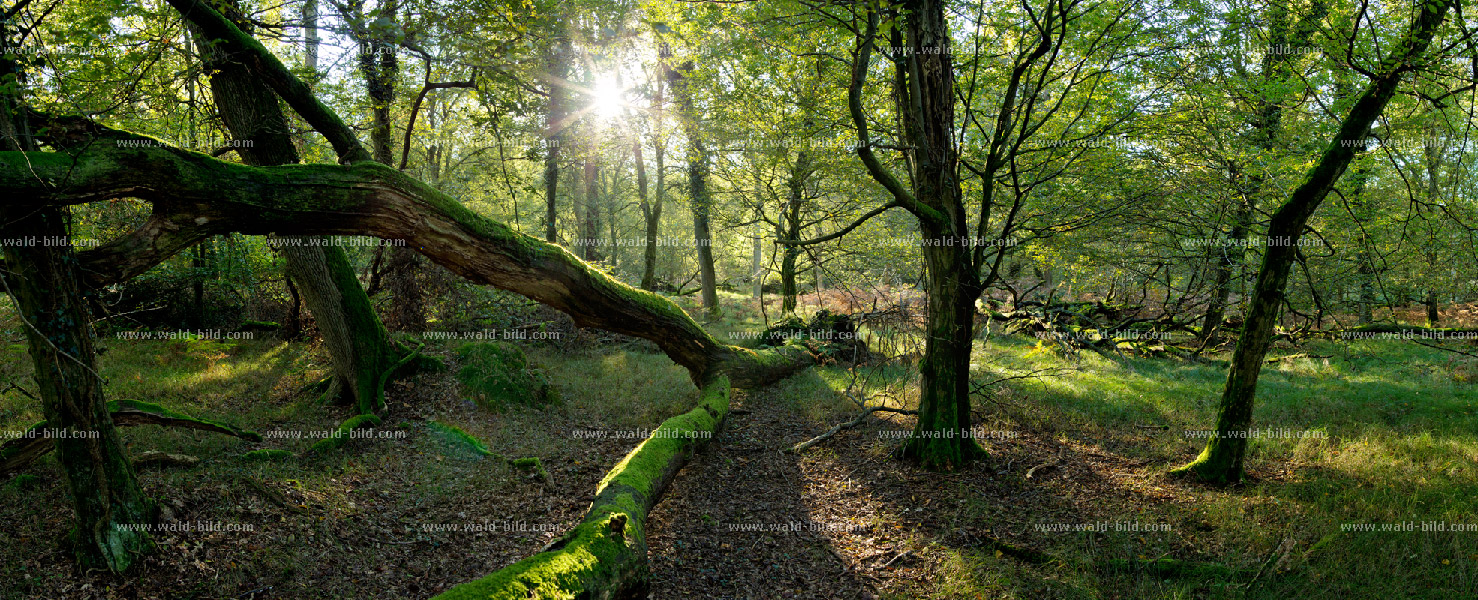 Urwald Bannwald gross hochaufloesend