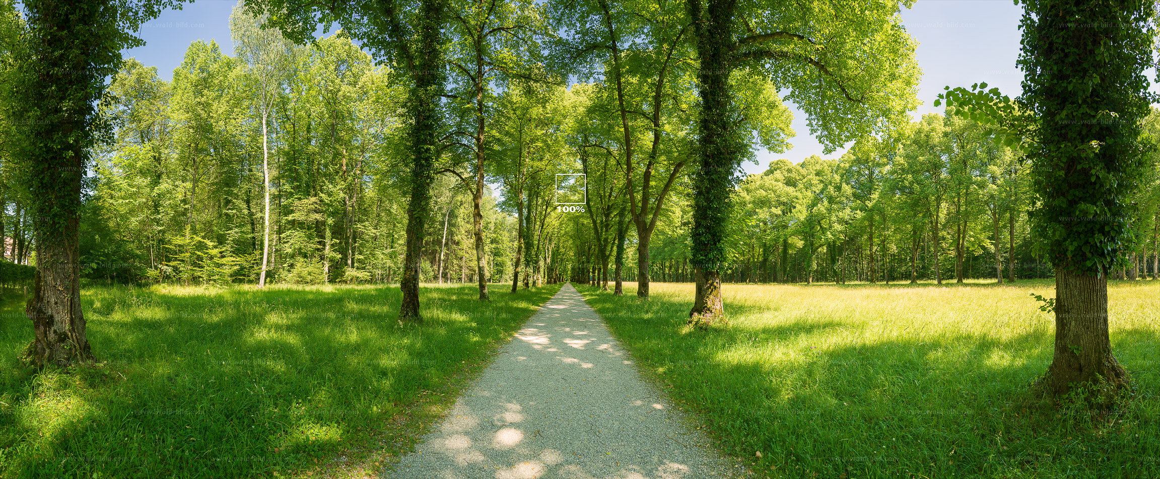 grosses Foto Allee Park hochaufgeloest
