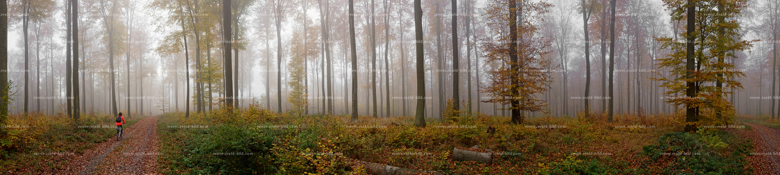 Buchenwald Herbst Nebel hochaufgeloest