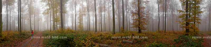 Buchenwald Herbst Nebel hochaufgeloest