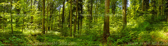 Panorama Bergwald gross hochaufgeloest