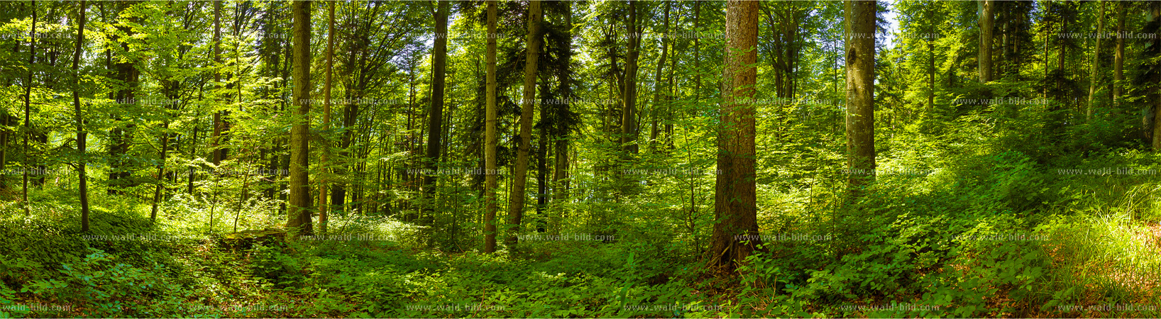 Panorama Bergwald gross hochaufgeloest