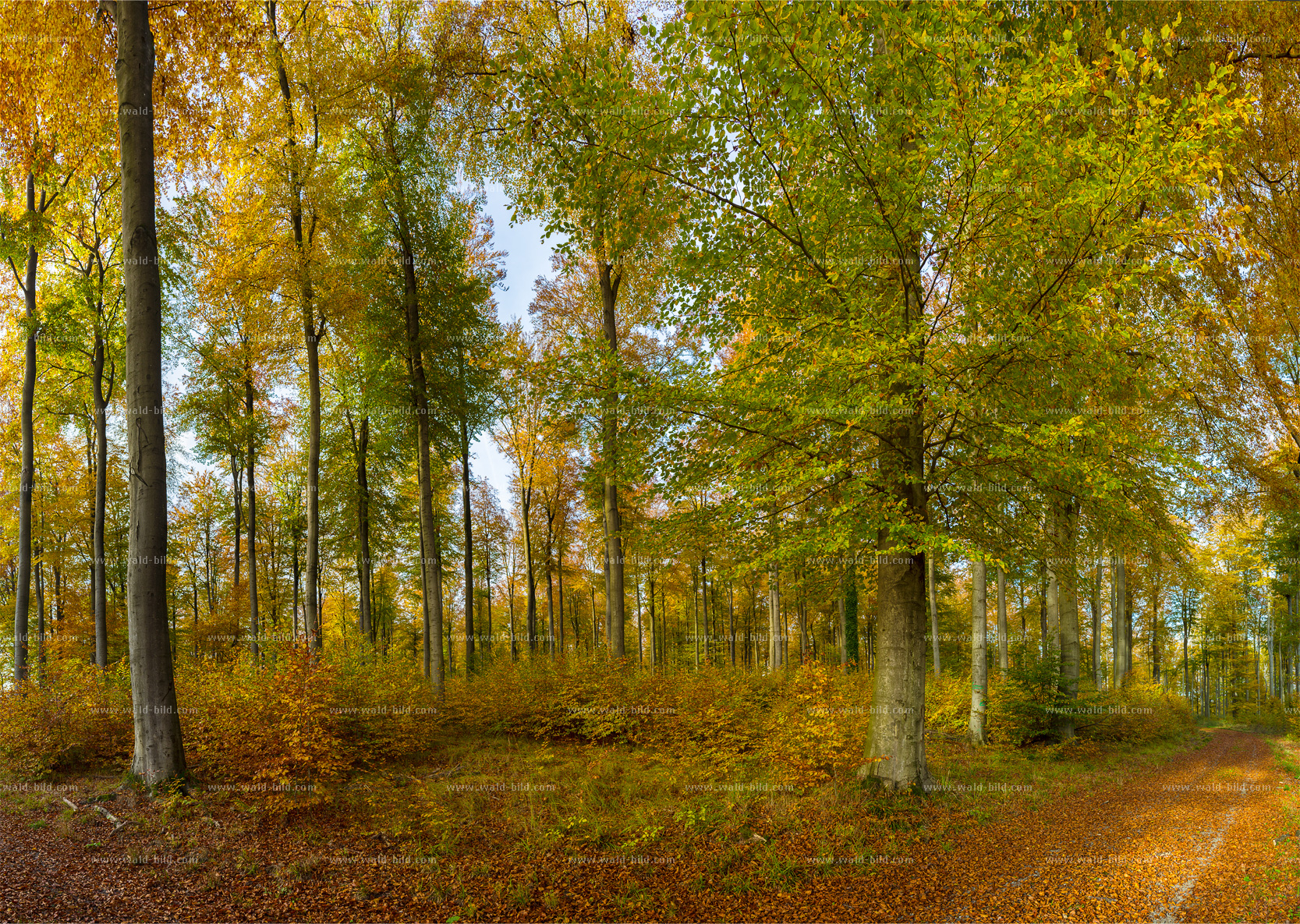 Auwald Wald Bach gross hochaufloesend