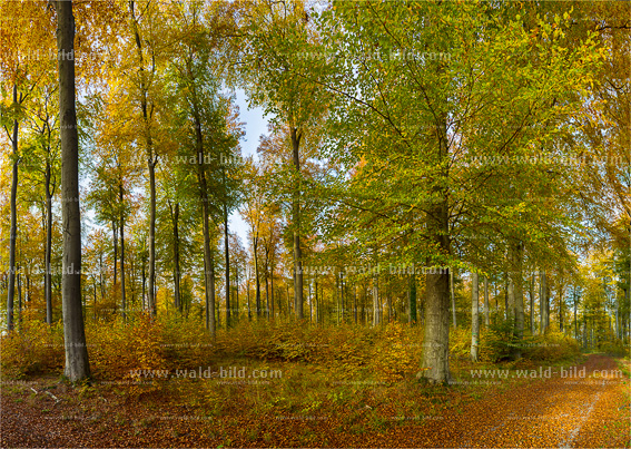 Auwald Wald Bach gross hochaufloesend