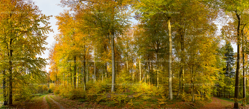 Mega Panorama Herbst Wald